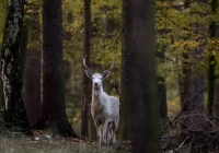 Sensacja w lasach nadleśnictwa Leżajsk: można spotkać tam białego jelenia - zdjęcie główne