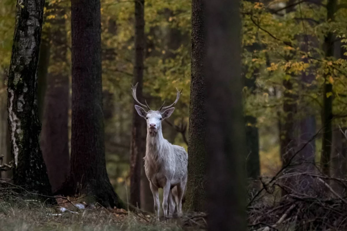 Sensacja w lasach nadleśnictwa Leżajsk: można spotkać tam białego jelenia