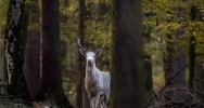 Sensacja w lasach nadleśnictwa Leżajsk: można spotkać tam białego jelenia - zdjęcie 2