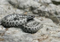 Ciekawostka odkryta w pobliżu Starego Sącza - zdjęcie główne