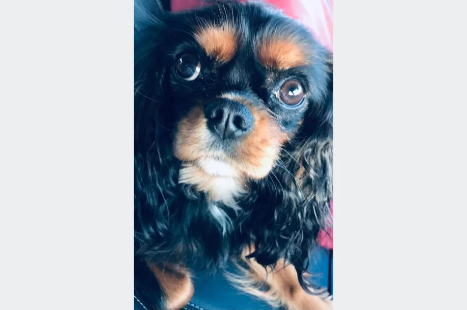 Przestrzeń na rozwój: Edukacja Montessori , jako szansa na wykorzystanie potencjału dzieci z diagnozą autyzmu - zdjęcie 9