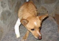 Szukamy domu dla bezdomnego pieska - zdjęcie główne