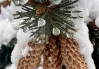 Ostrzeżenie przed przymrozkami. Nawet minus 10 st. C - zdjęcie główne