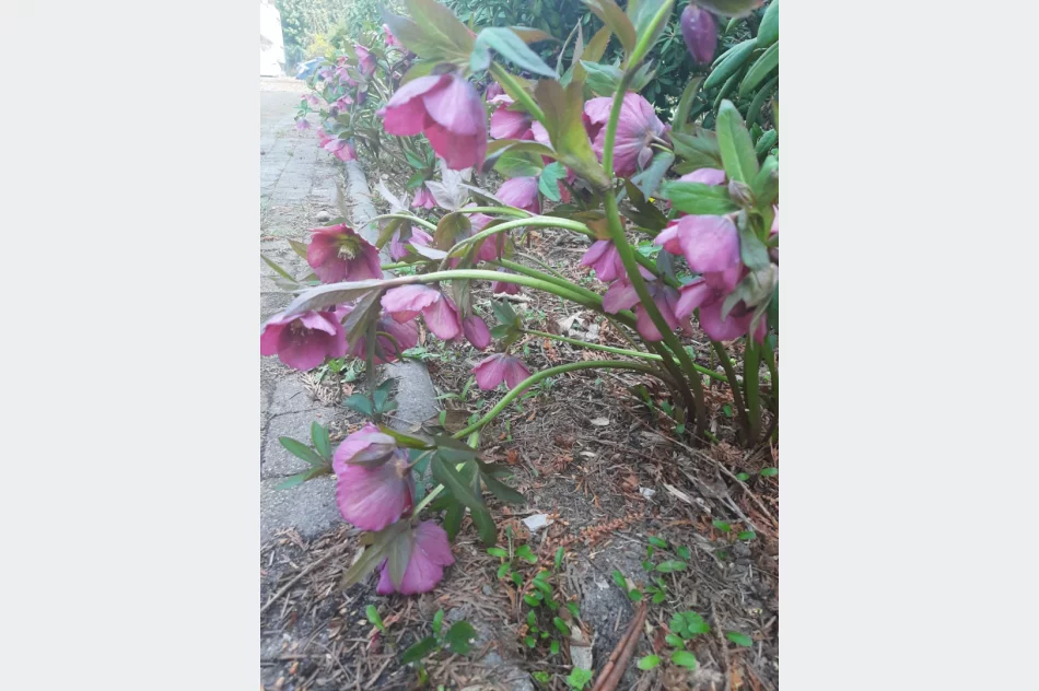 Zajęcia dla uczniów architektury krajobrazu - zdjęcie 12