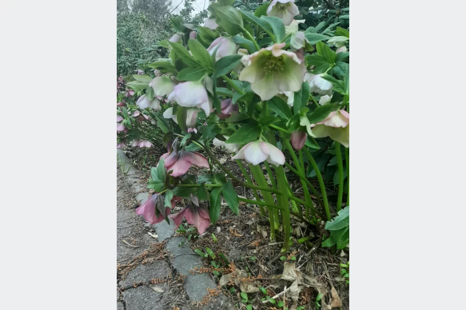 Zajęcia dla uczniów architektury krajobrazu - zdjęcie 13