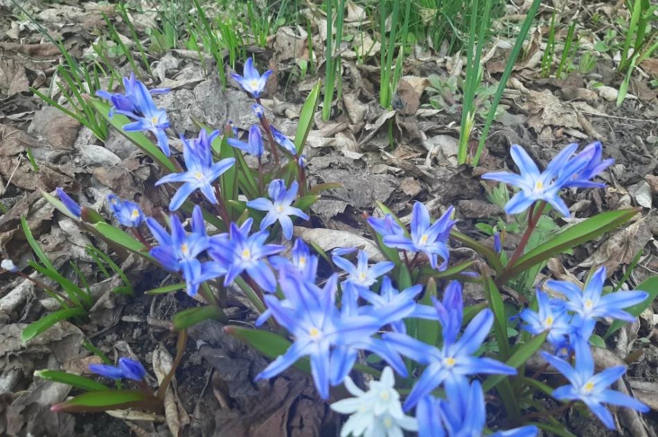 Zajęcia dla uczniów architektury krajobrazu - zdjęcie 15