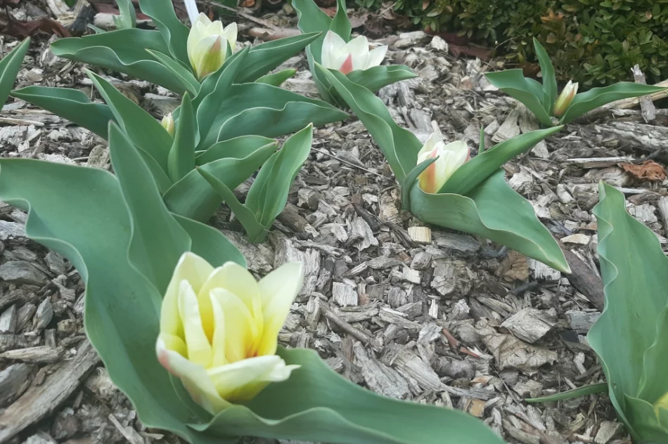 Zajęcia dla uczniów architektury krajobrazu - zdjęcie 16