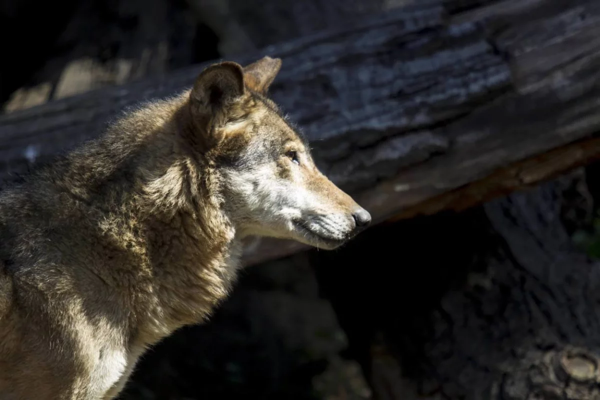 Dyrektor IBS PAN: w Polsce trwa masowy, nielegalny odstrzał wilków