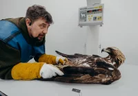 ​Orzeł ma szansę wrócić do natury i to w naszych okolicach - zdjęcie główne