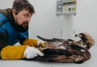 Powrót orła przedniego do natury w tej chwili jest niemożliwy - zdjęcie główne