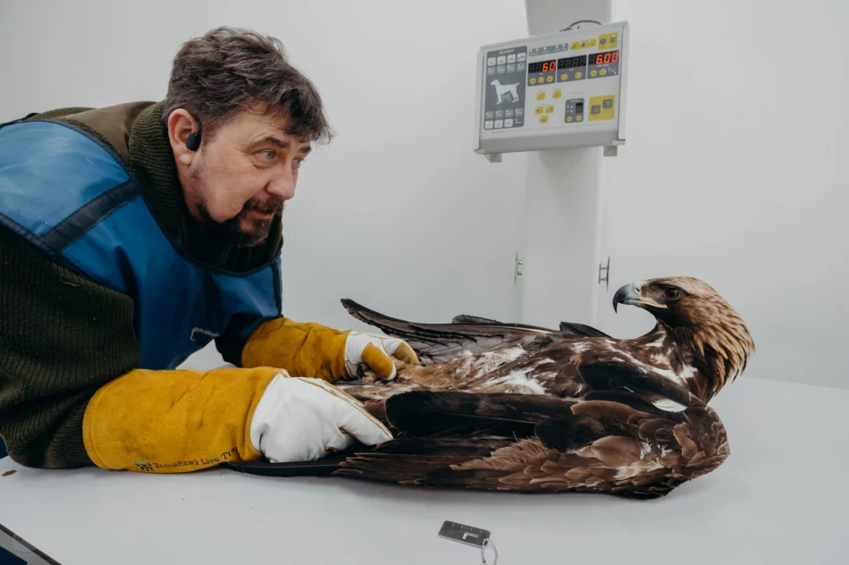 Ponowna walka o życie orła - nie polował, nie jadł - zdjęcie 5