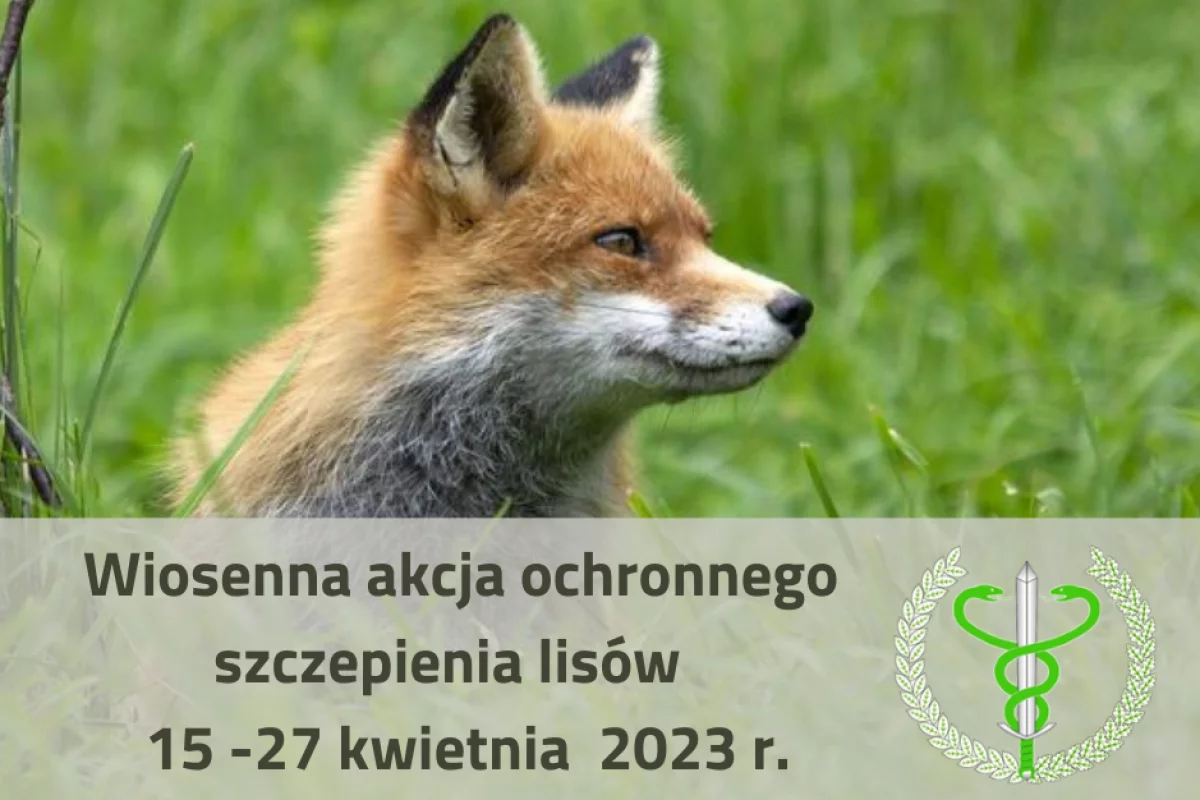 Informacja Lekarza Weterynarii – szczepienie ochronne lisów od 15 do 27 kwietnia