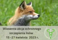 Informacja Lekarza Weterynarii – szczepienie ochronne lisów od 15 do 27 kwietnia - zdjęcie główne