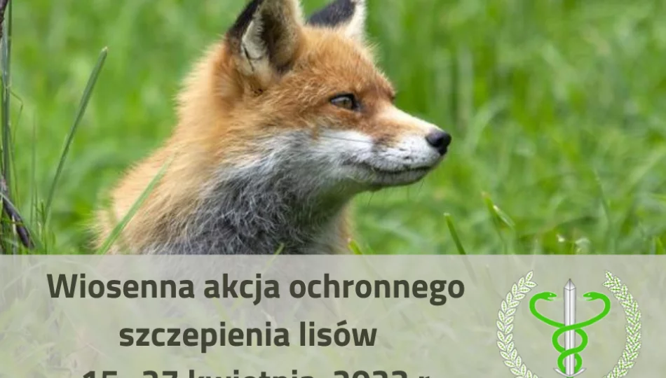 Informacja Lekarza Weterynarii – szczepienie ochronne lisów od 15 do 27 kwietnia - zdjęcie 1