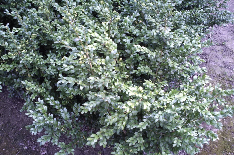 bukszpan krzewy na rozsadę ,na żywopłot ,wianki ,ozdaba cało rocznie zielona - zdjęcie 1