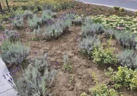 Nowe nasadzenia i system nawadniania - prace na rynku - zdjęcie główne