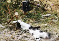 Martwy kot przywiązany drutem, obok fotopułapka - zdjęcie główne