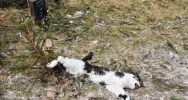 Martwy kot przywiązany drutem, obok fotopułapka - zdjęcie 2