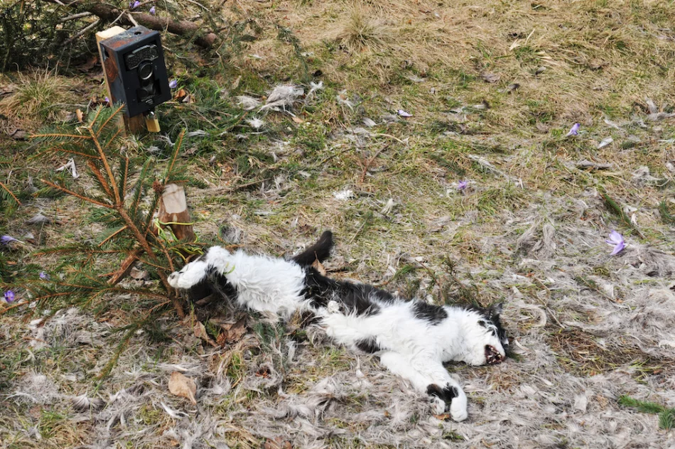 Martwy kot przywiązany drutem, obok fotopułapka - zdjęcie 2