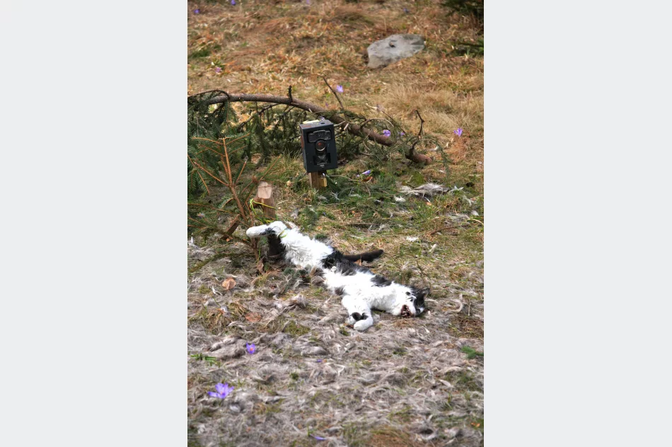 Martwy kot przywiązany drutem, obok fotopułapka - zdjęcie 3