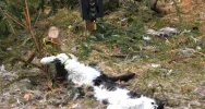 Martwy kot przywiązany drutem, obok fotopułapka - zdjęcie 3