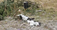 Martwy kot przywiązany drutem, obok fotopułapka - zdjęcie 4