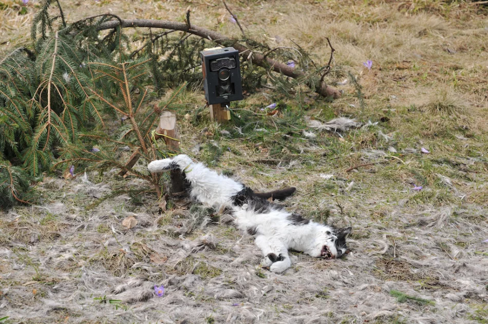 Martwy kot przywiązany drutem, obok fotopułapka - zdjęcie 4