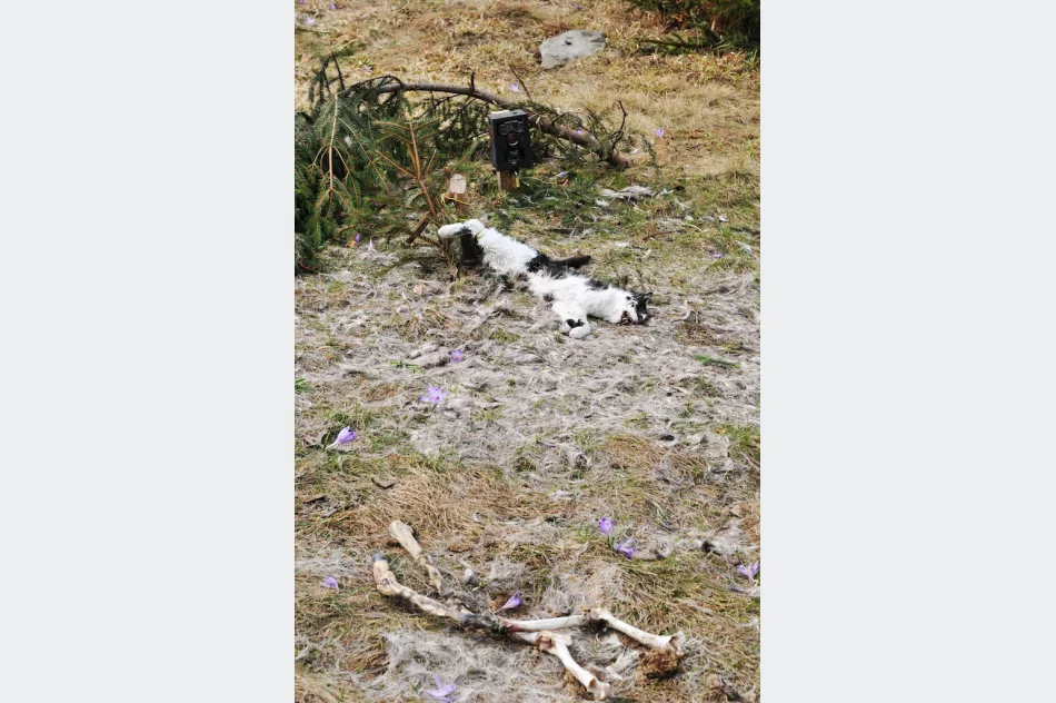 Martwy kot przywiązany drutem, obok fotopułapka - zdjęcie 5