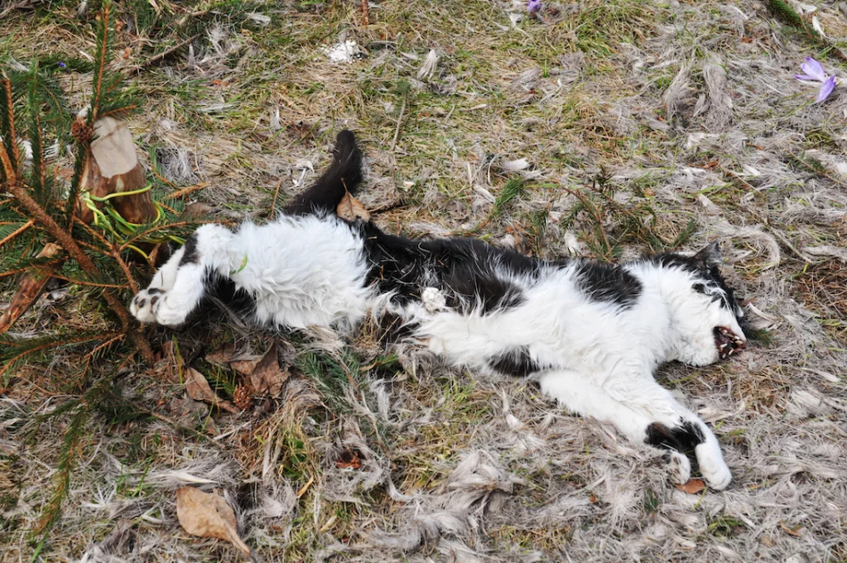 Martwy kot przywiązany drutem, obok fotopułapka - zdjęcie 6