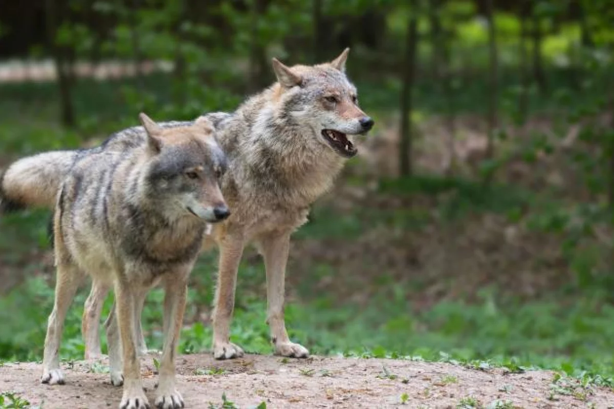 Liczebności wilków i rysi w Polsce jest zawyżona