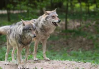 Liczebności wilków i rysi w Polsce jest zawyżona - zdjęcie główne