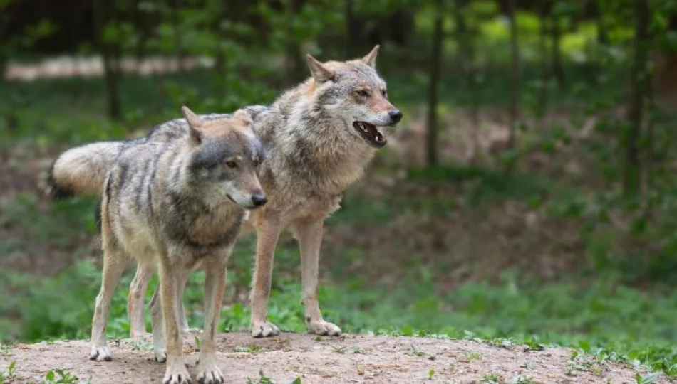 Odstrzał dwóch wilków. Według eksperta decyzja zbyt pochopna - zdjęcie 1