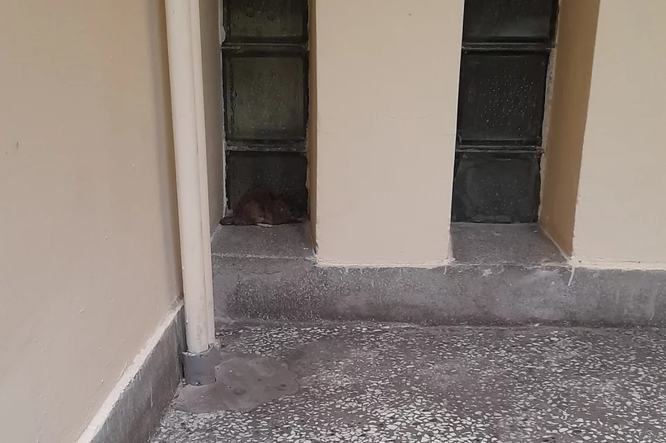 Po korytarzu szpitala "spacerował" szczur - zdjęcie 2