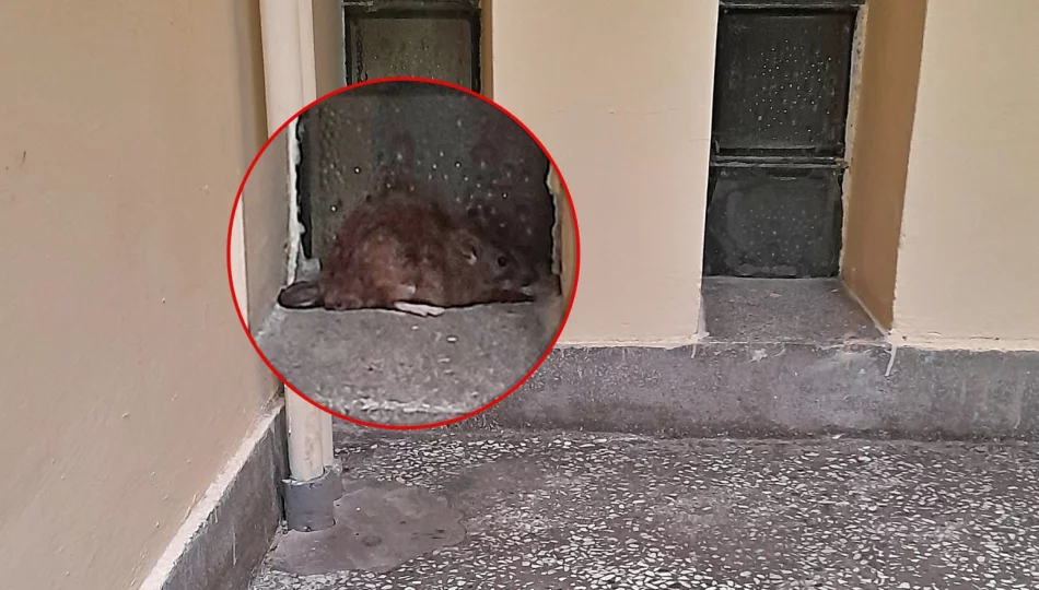 Po korytarzu szpitala "spacerował" szczur - zdjęcie 1