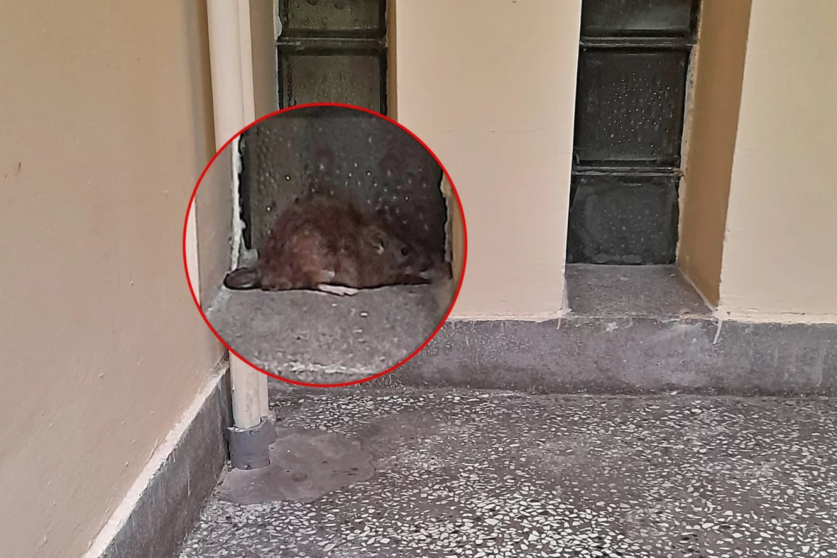 Po korytarzu szpitala "spacerował" szczur