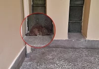 Po korytarzu szpitala "spacerował" szczur - zdjęcie główne