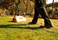 Jak przygotować trawnik na wiosnę? Wertykulacja - zdjęcie główne