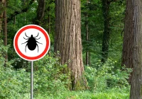 Przybywa przypadków boreliozy i kleszczowego zapalenia mózgu. Co robić po ugryzieniu przez kleszcza? - zdjęcie główne