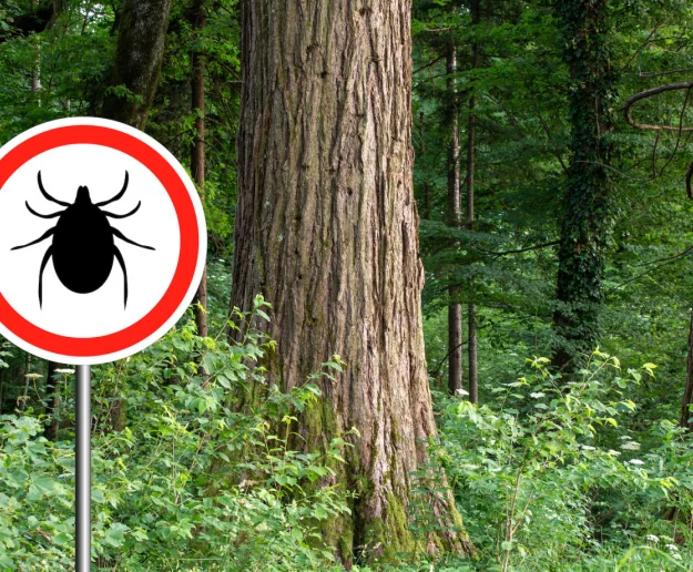 Plaga kleszczy w regionie. Prawie 20 tysięcy chorych na boreliozę, drastyczny wzrost zapaleń mózgu - zdjęcie główne