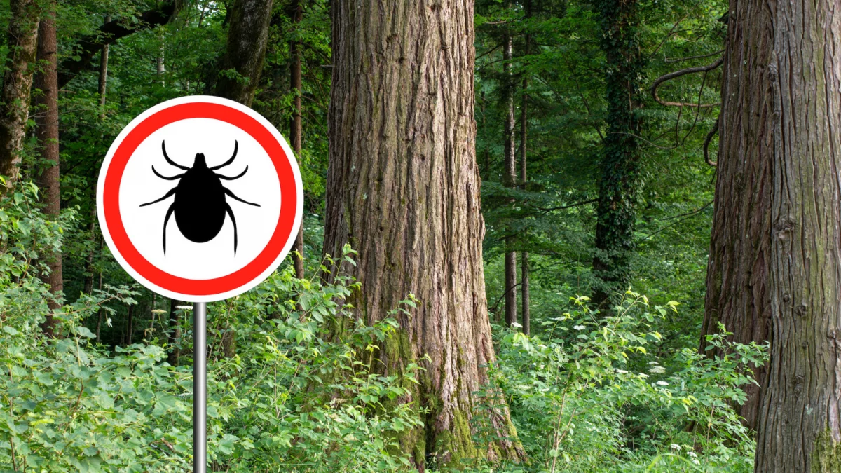 Plaga kleszczy w regionie. Prawie 20 tysięcy chorych na boreliozę, drastyczny wzrost zapaleń mózgu