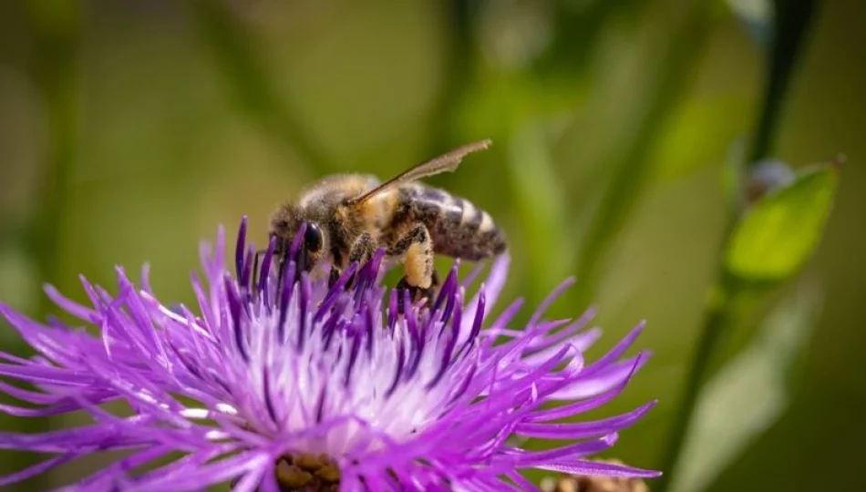 Pieniądze dla LOT na ochronę pszczół - zdjęcie 1