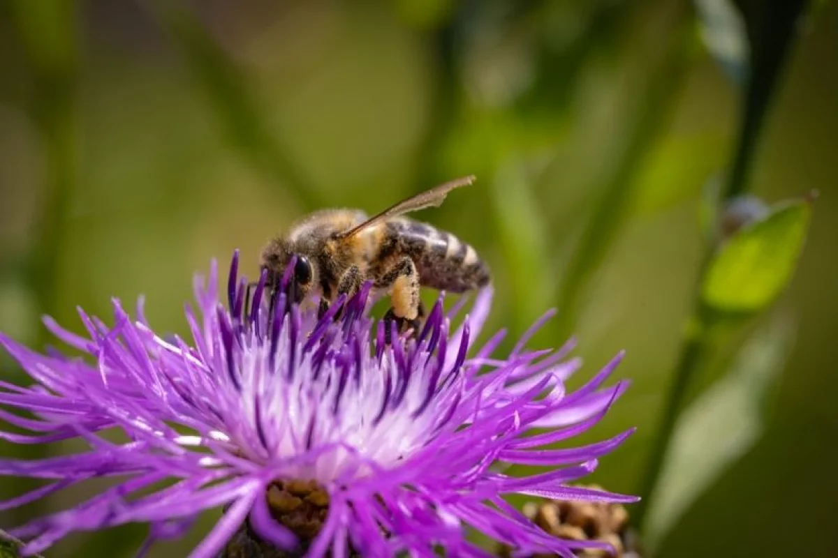 Pieniądze dla LOT na ochronę pszczół