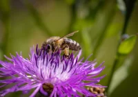 Pieniądze dla LOT na ochronę pszczół - zdjęcie główne