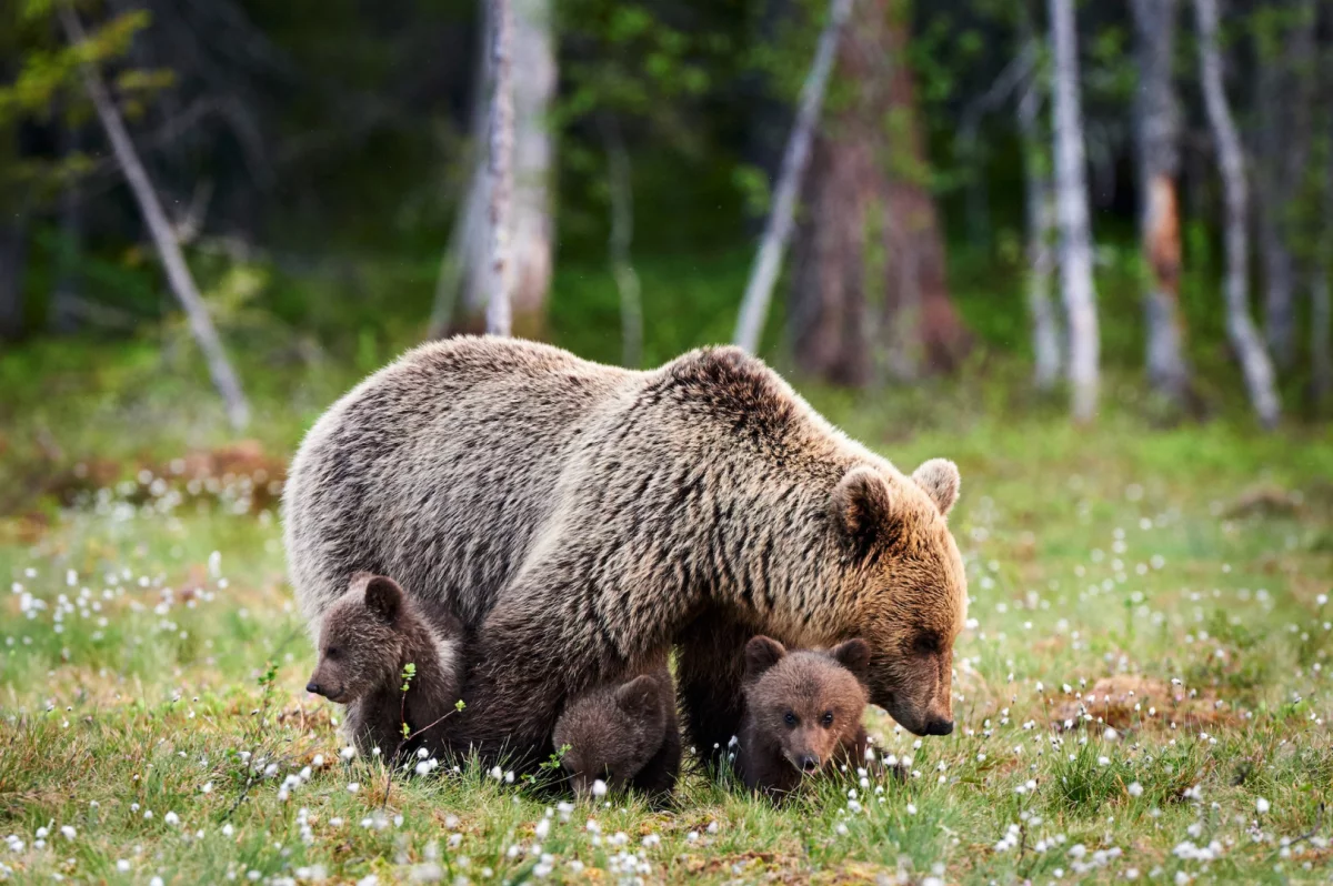 Tatry: Dolina Jaworzynki ponownie otwarta; niedźwiedzica z młodymi oddaliła się