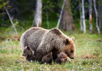 Tatry: Dolina Jaworzynki ponownie otwarta; niedźwiedzica z młodymi oddaliła się - zdjęcie główne
