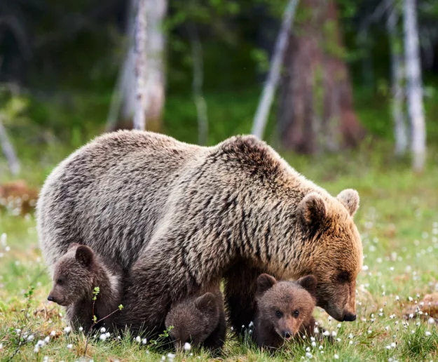 Atak niedźwiedzia czy obrona młodych? Zoopsycholog punktuje ludzkie błędy - zdjęcie główne