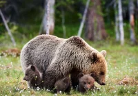 Porady eksperta: jak zachowywać się w lesie, gdzie żyją niedźwiedzie - zdjęcie główne