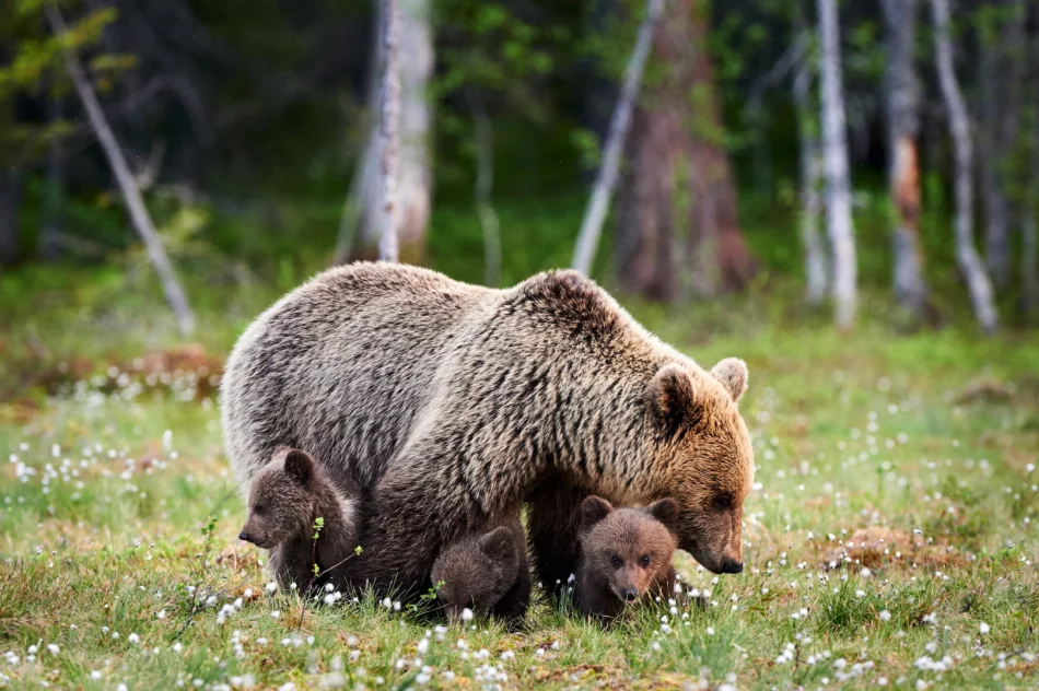 Tatry: Dolina Jaworzynki ponownie otwarta; niedźwiedzica z młodymi oddaliła się - zdjęcie 2