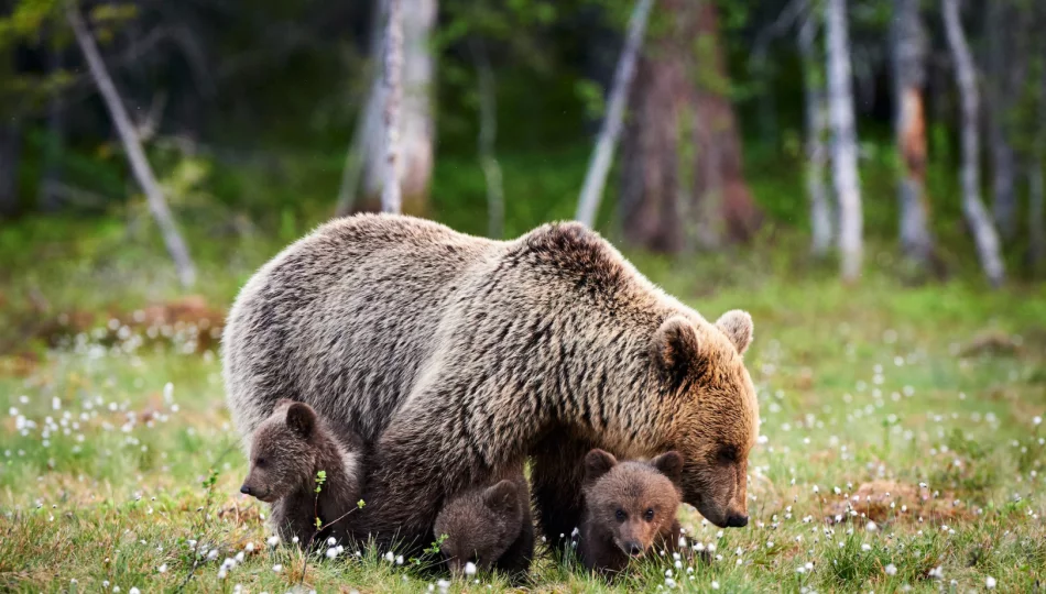 Porady eksperta: jak zachowywać się w lesie, gdzie żyją niedźwiedzie - zdjęcie 1