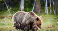 Tatry: Dolina Jaworzynki ponownie otwarta; niedźwiedzica z młodymi oddaliła się - zdjęcie 2